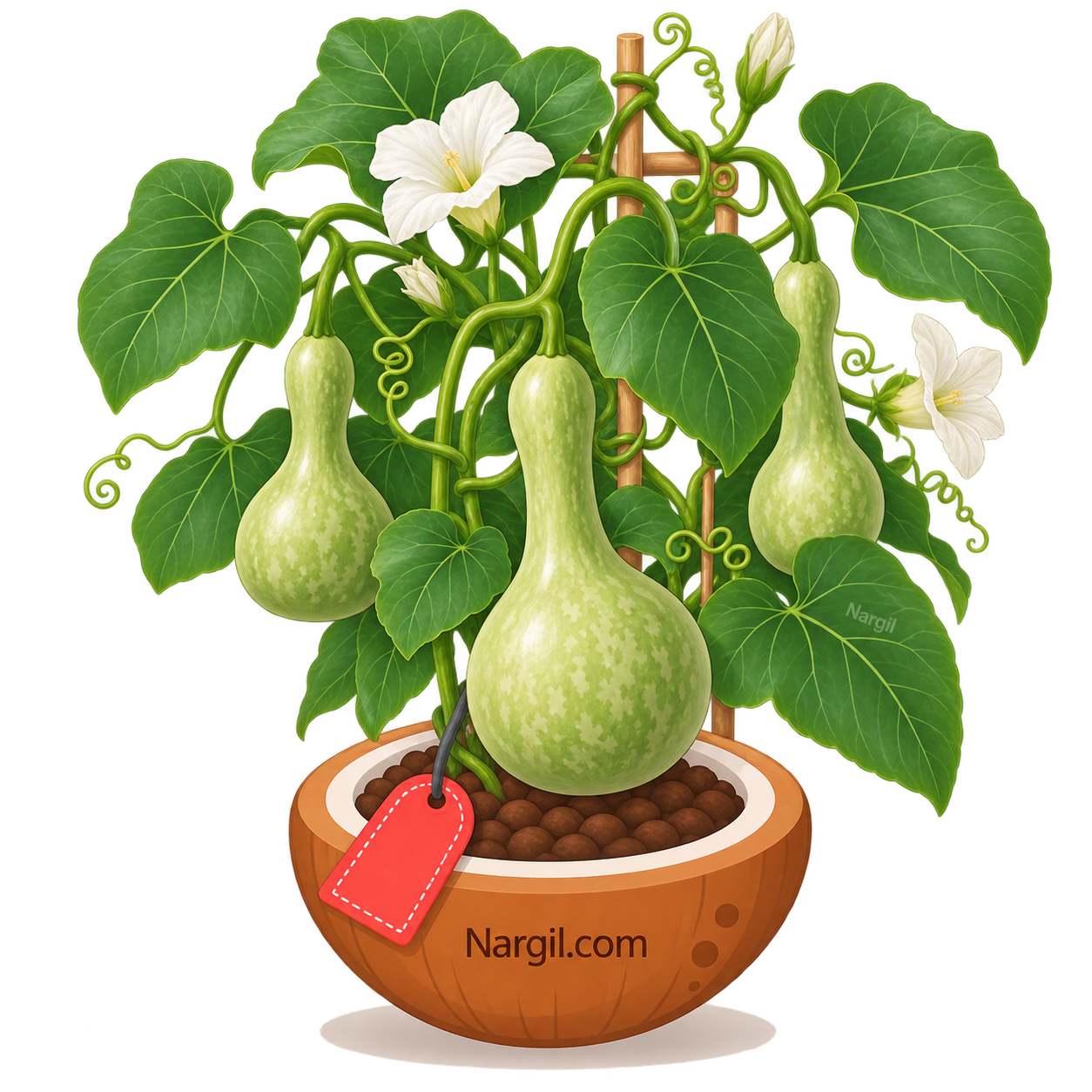 Nargil_Lagenaria siceraria